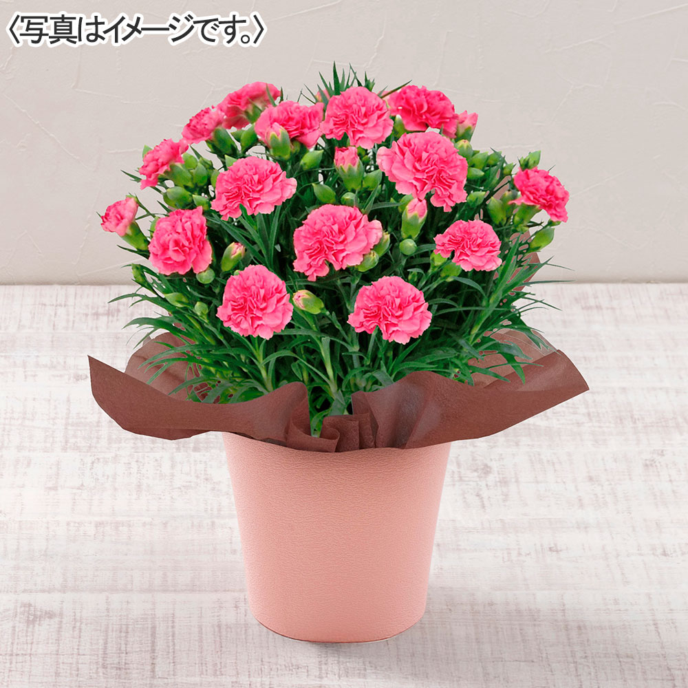 カーネーション(ピンク)&銀座トトキ監修「山形県産白桃のゼリー」セット