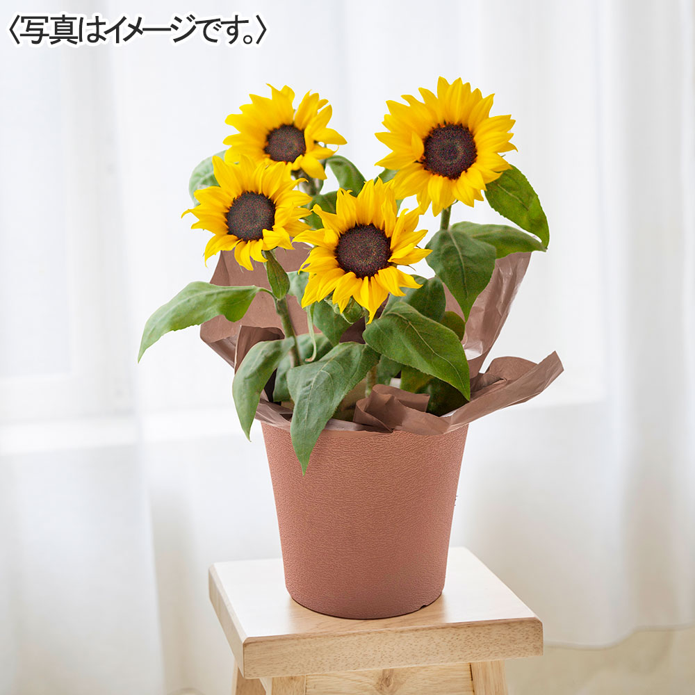 ひまわり 鉢植え