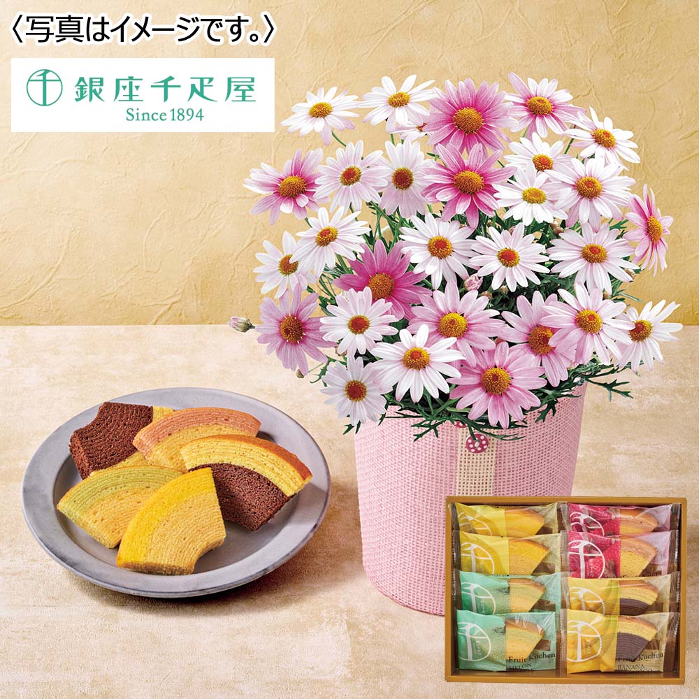 【限定200セット】マーガレット(さくらべーる)&「銀座千疋屋」銀座フルーツクーヘン