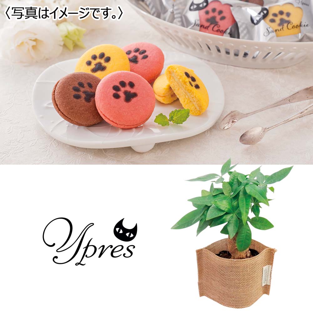 【限定50セット】ミニ観葉(パキラ)&「イーペルの猫祭り」サンドクッキー