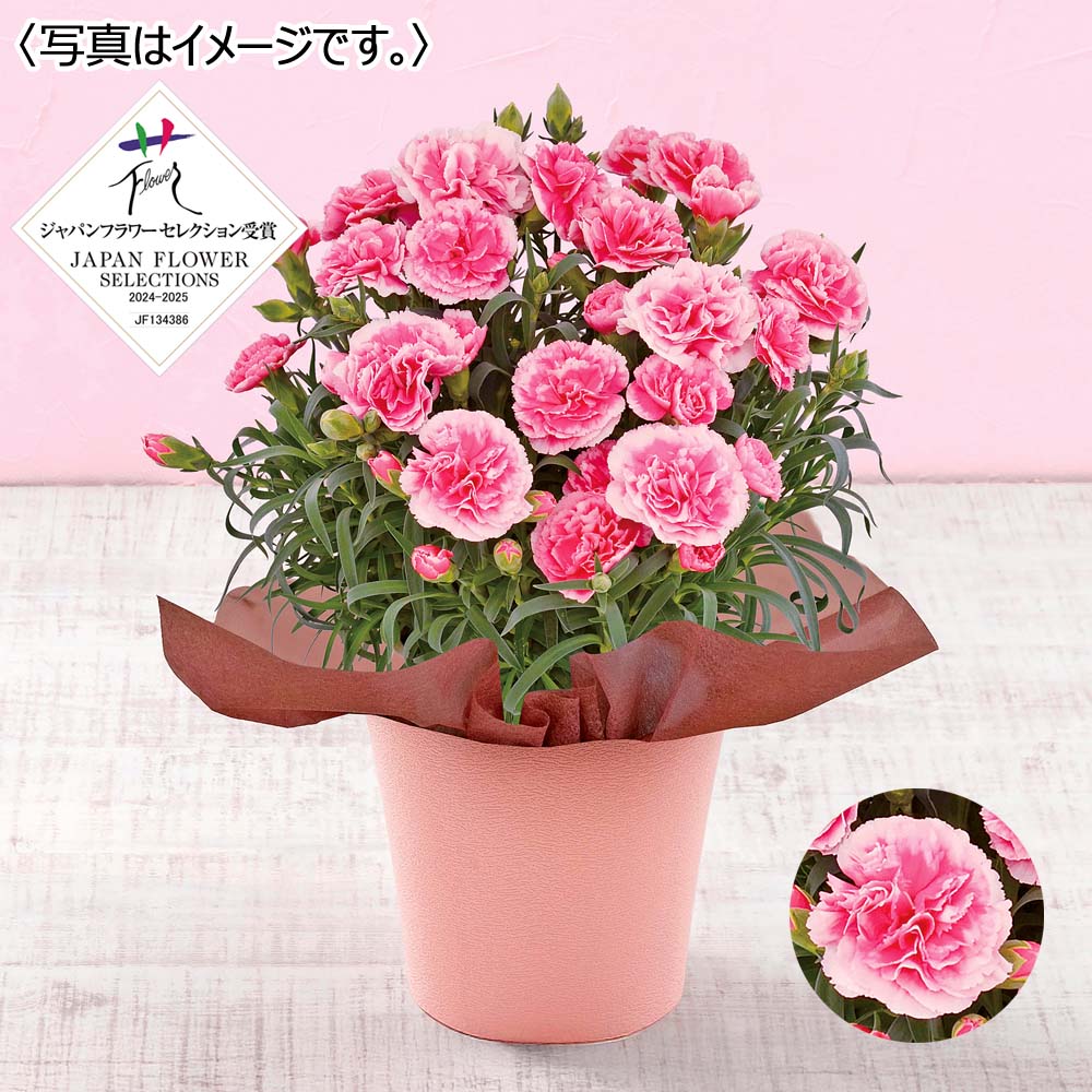 【限定100鉢】カーネーション「ティーパーティー」