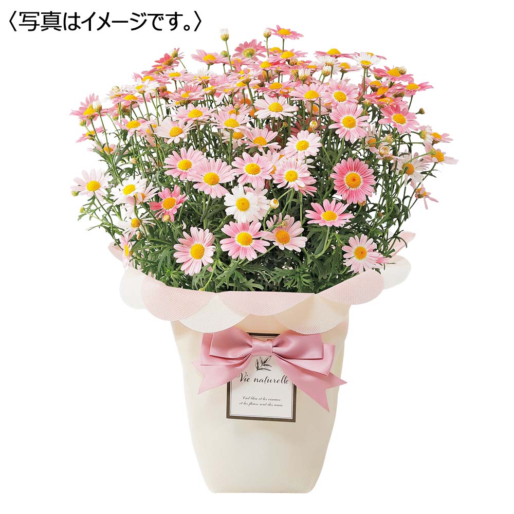 【限定50鉢】マーガレット「ストロベリーホイップ」