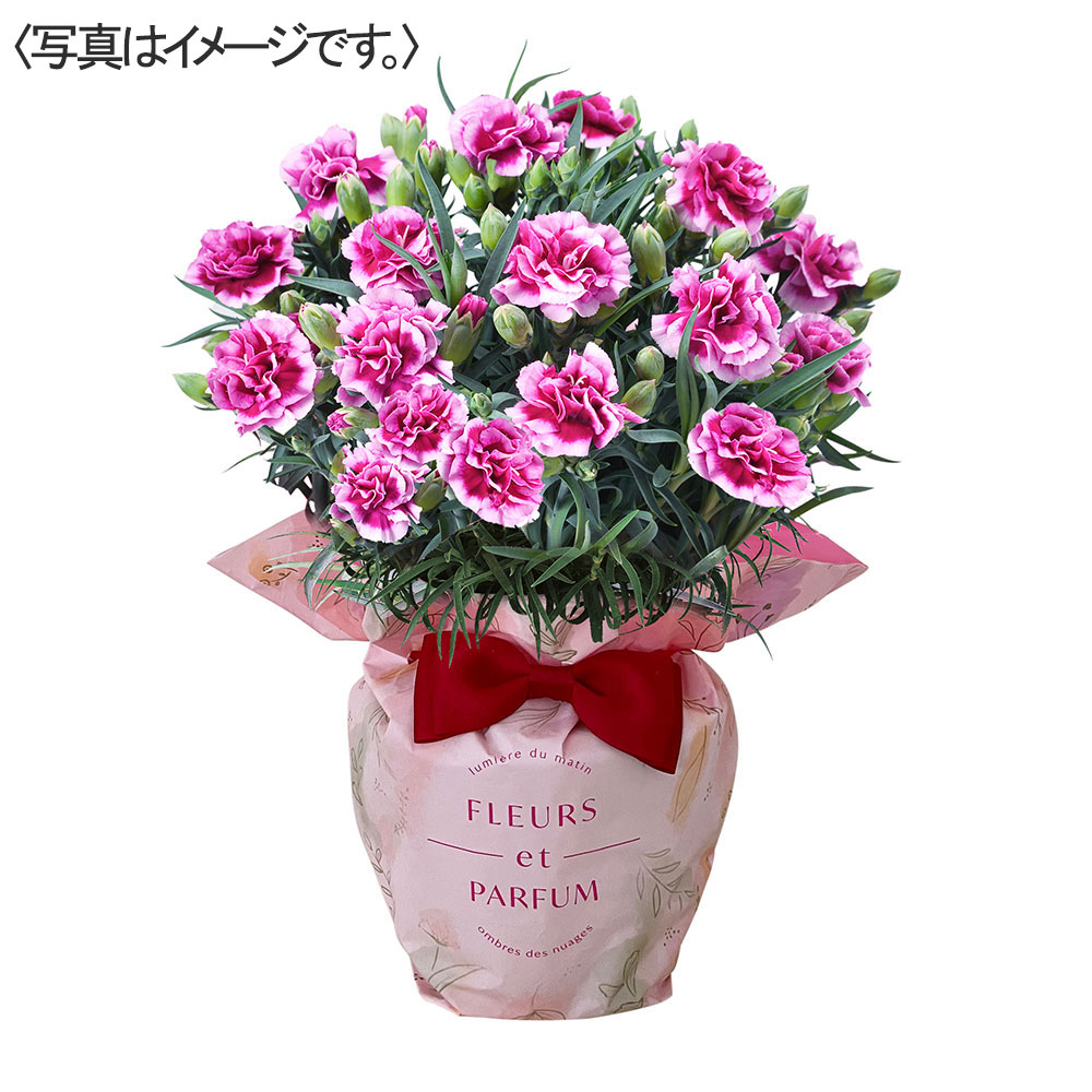 【限定20鉢】カーネーション花鉢 オルフィカ