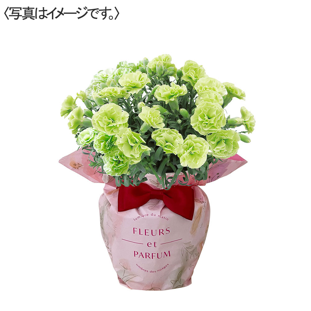 【限定20鉢】カーネーション花鉢 グリーン