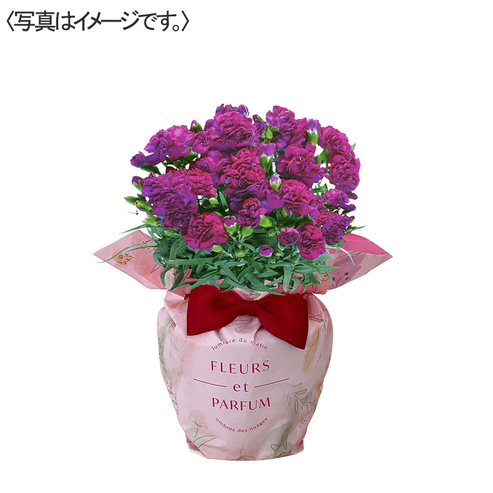 【限定20鉢】カーネーション花鉢 パープル