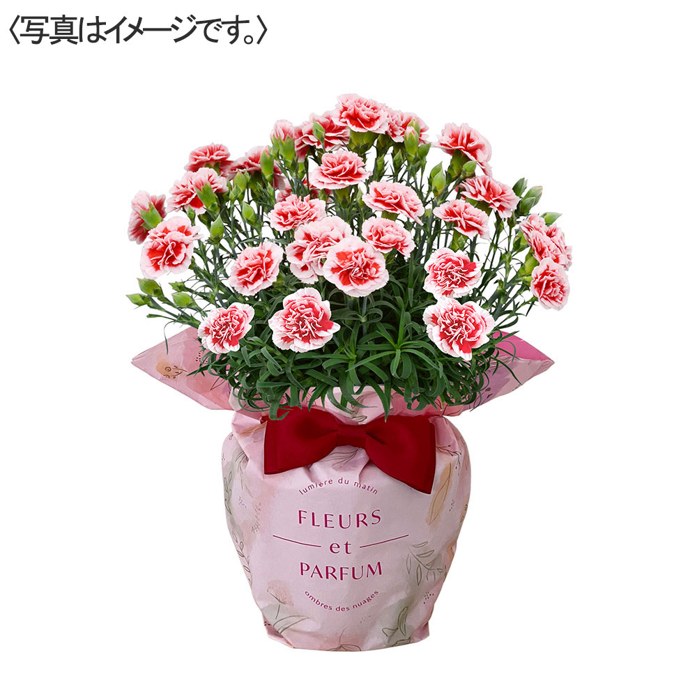 【限定30鉢】カーネーション花鉢 いちごホイップ