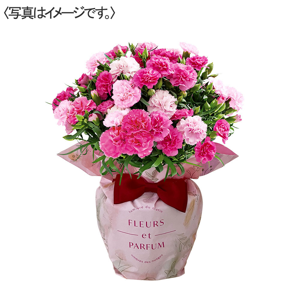 【限定30鉢】カーネーション花鉢 ホットハート