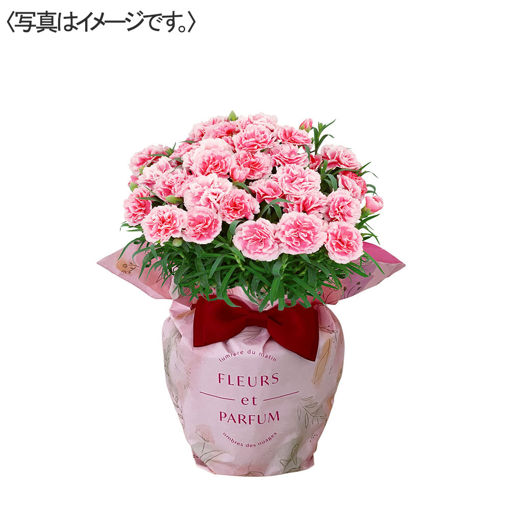 【限定30鉢】カーネーション花鉢 ティーパーティー