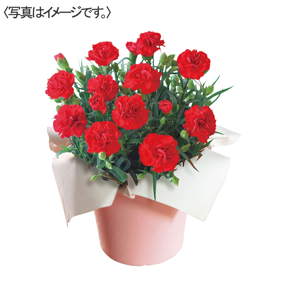 カーネーション「感謝の気持ち」