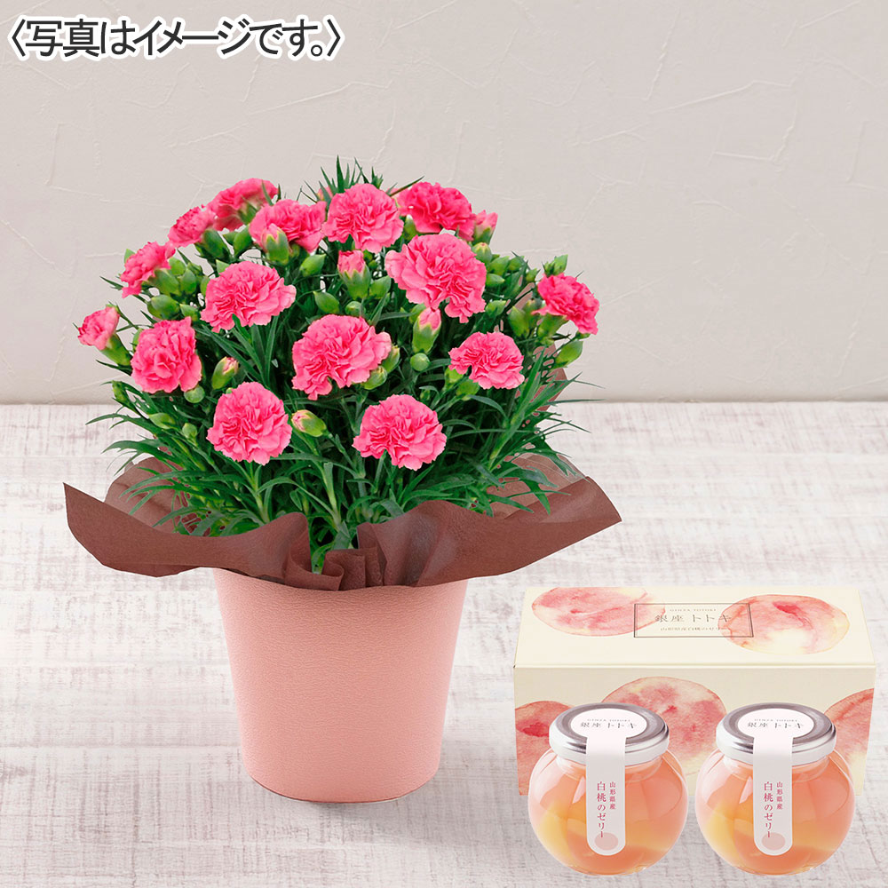 カーネーション(ピンク)&銀座トトキ監修「山形県産白桃のゼリー」セット