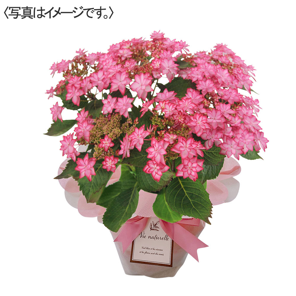 【限定10鉢】アジサイ ひなまつり