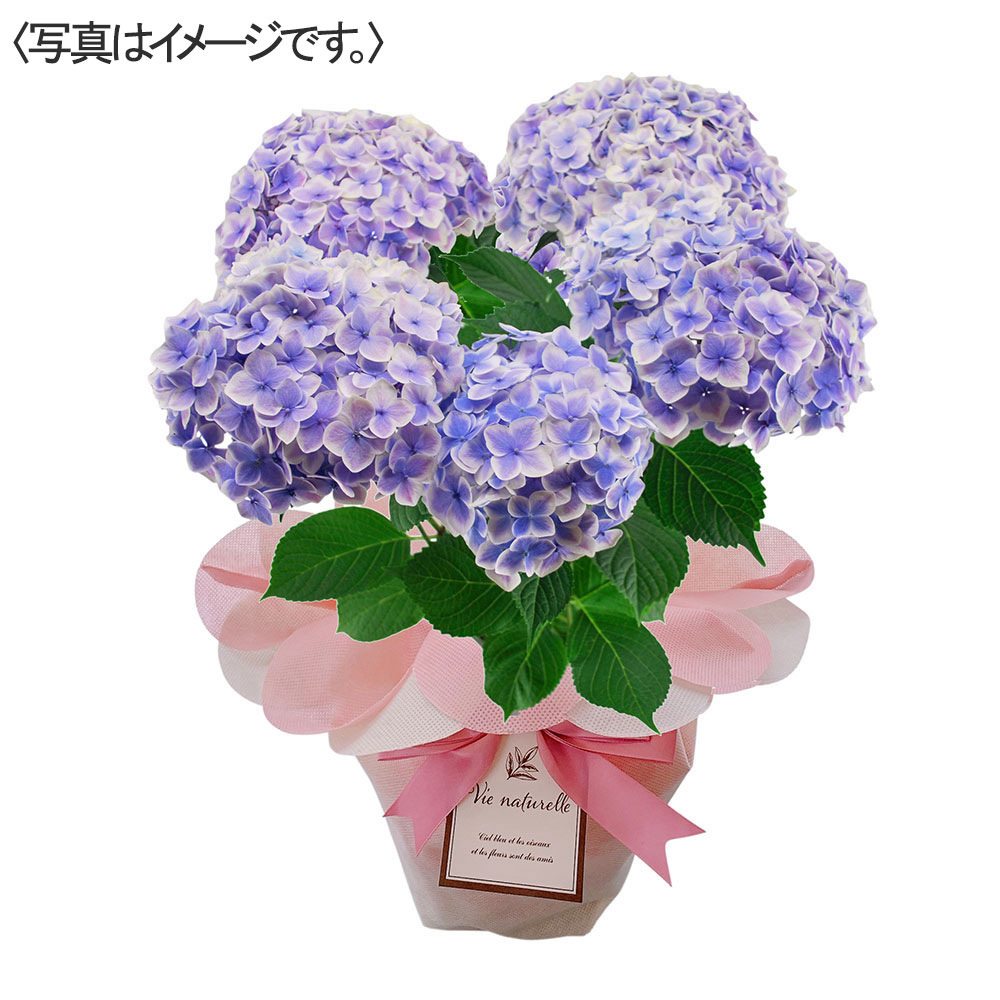 【限定10鉢】アジサイ ありがとう