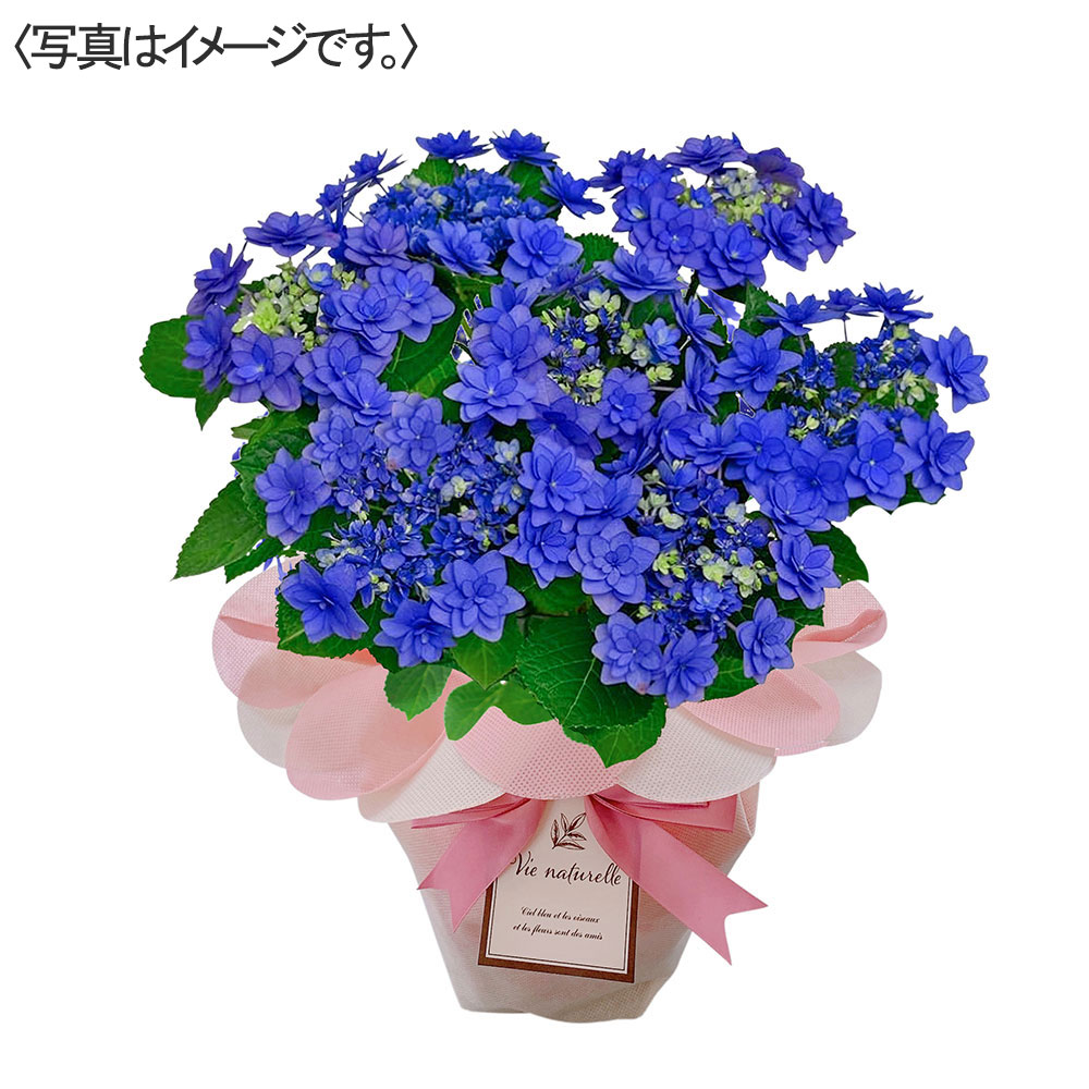【限定10鉢】アジサイ 卑弥呼 ブルー