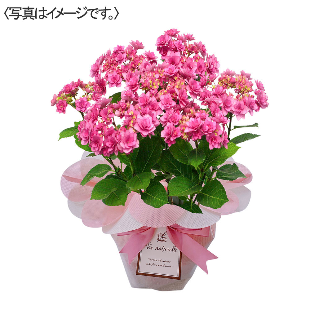 【限定10鉢】アジサイ 卑弥呼 ピンク