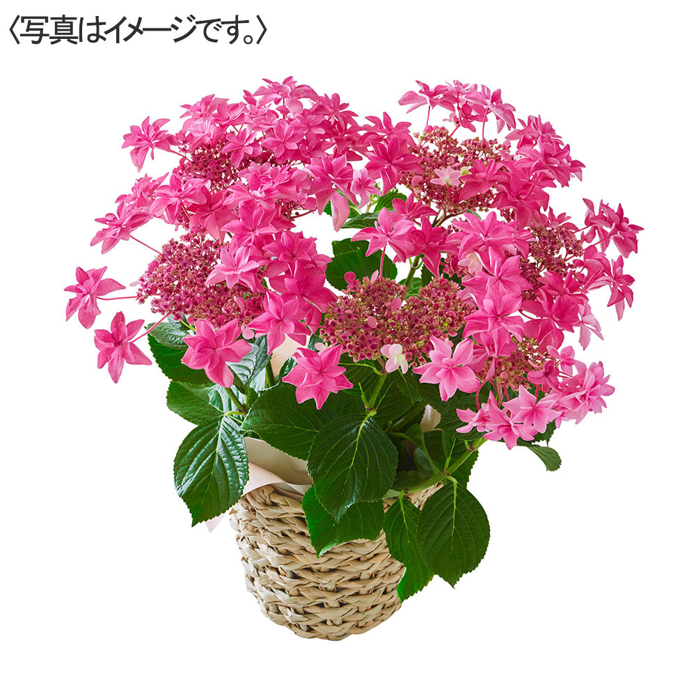【限定50鉢】あじさい「桜花乱舞」