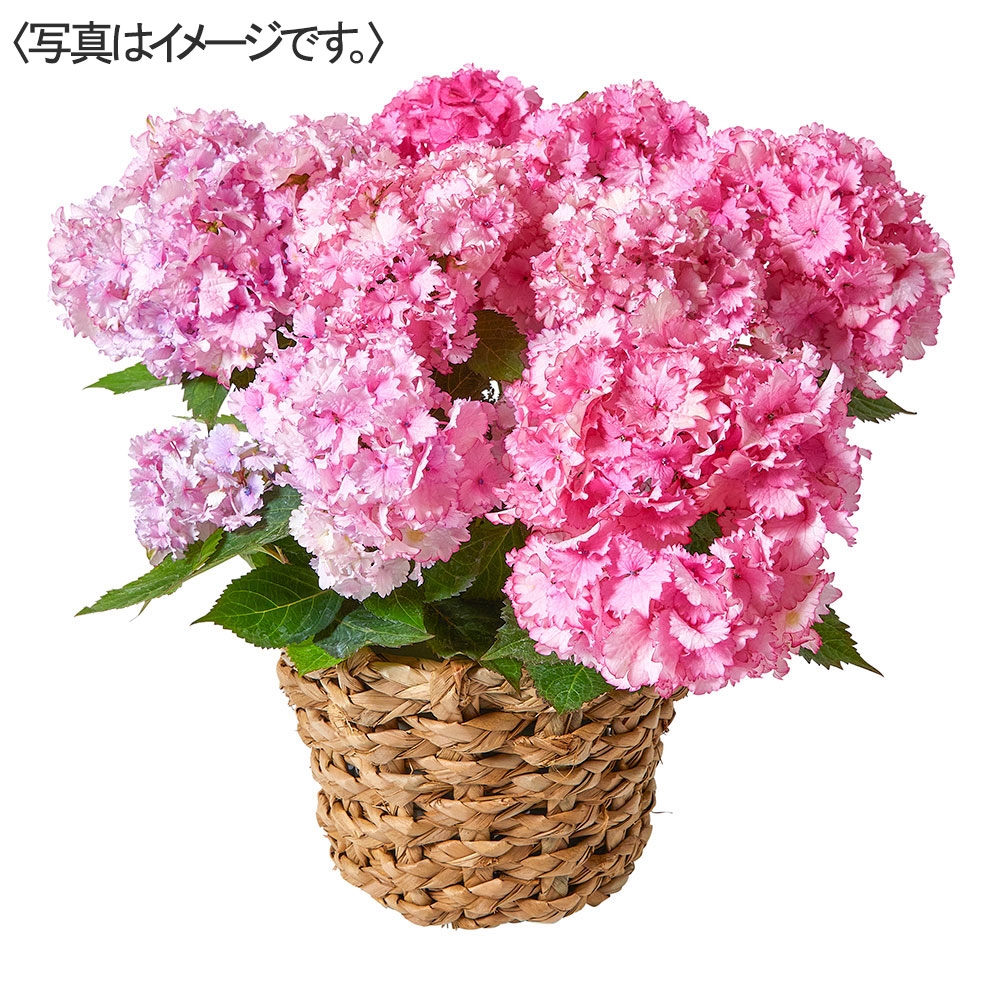 【限定50鉢】あじさい「彩音」