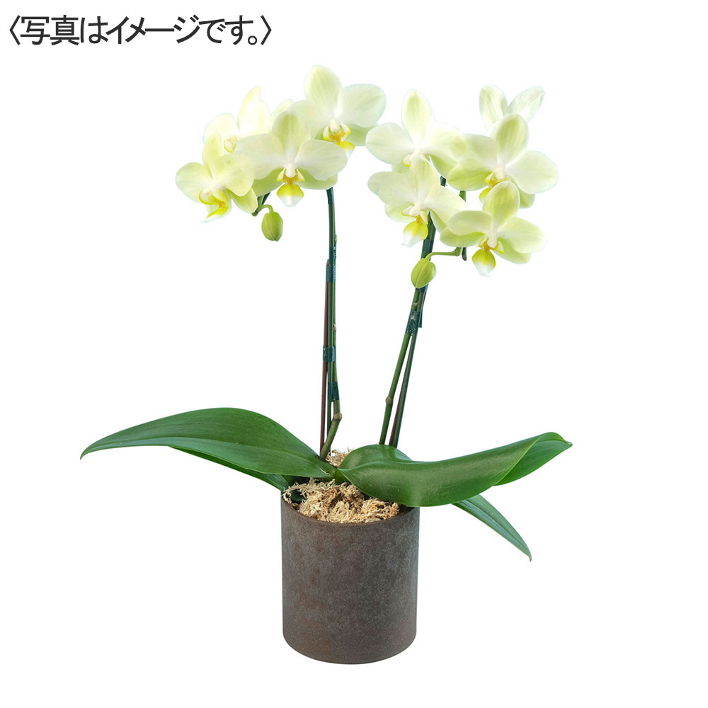 ミディ胡蝶蘭(イエロー系)2本立ち