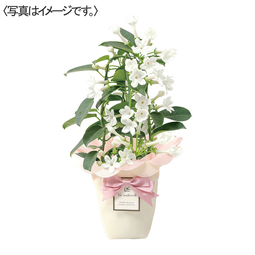 【限定30鉢】マダガスカルジャスミン