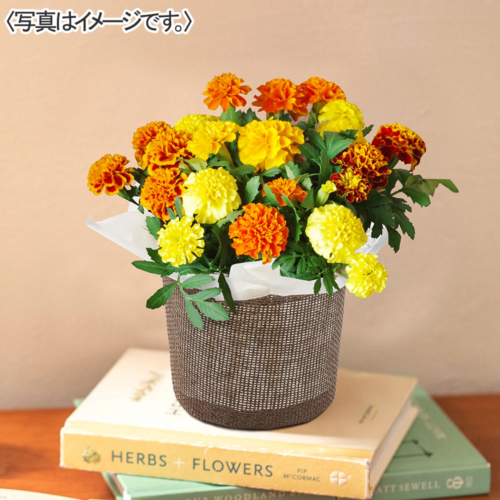 マリーゴールド