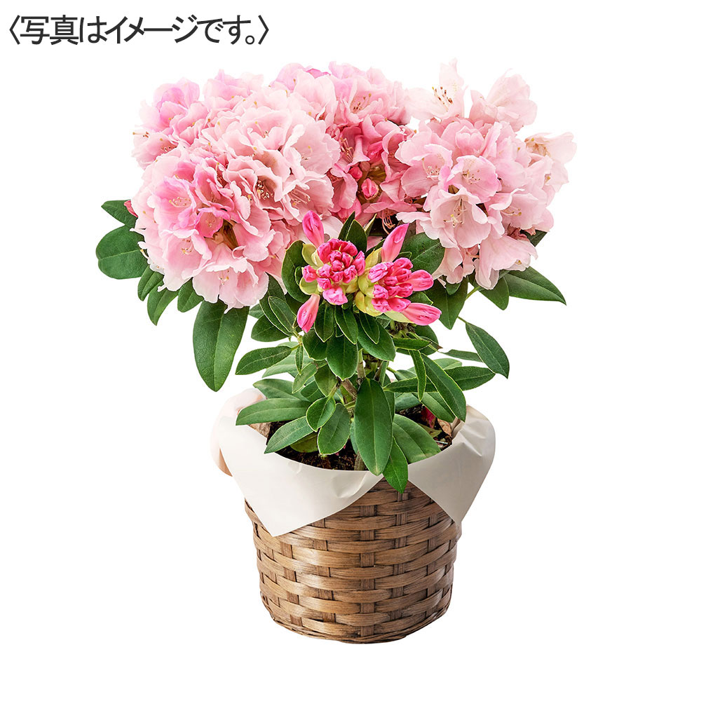 シャクナゲ(ピンク)