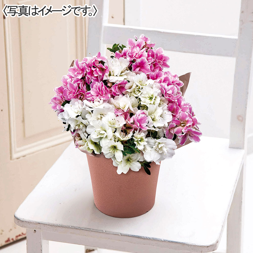 クルメツツジ2色植え