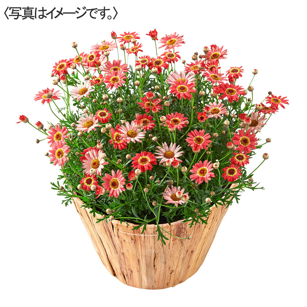 【限定30鉢】マーガレット「あんずな気持ち」