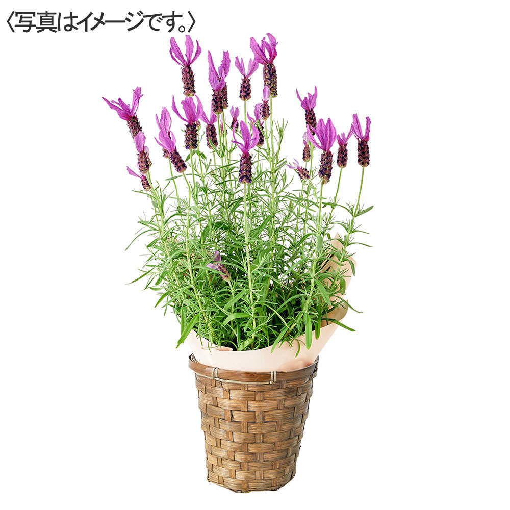 【限定150鉢】フレンチラベンダー