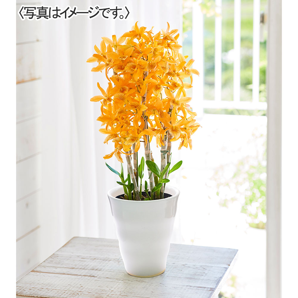 デンドロビウム「ファイヤーバード」