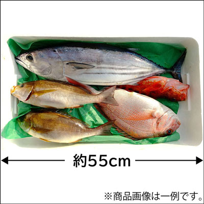 産地直送　鮮魚セット「白」