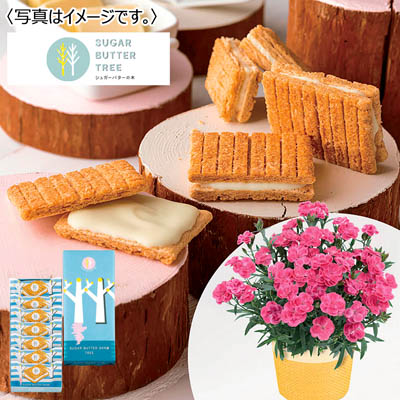 【限定300セット】ガーデンカーネーション&「シュガーバターの木」シュガーバターサンドの木