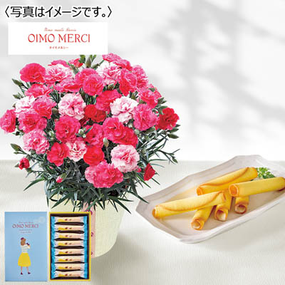 【限定200セット】カーネーション(さくらもなか)&「オイモメルシー」おいもラングドロール