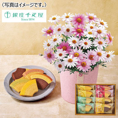 【限定200セット】マーガレット(さくらべーる)&「銀座千疋屋」銀座フルーツクーヘン