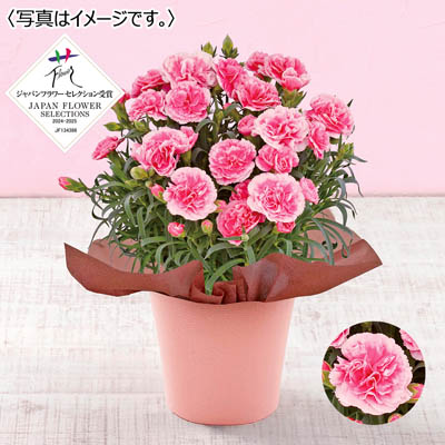 【限定100鉢】カーネーション「ティーパーティー」