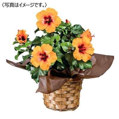 ロングライフハイビスカス「プチオレンジ」