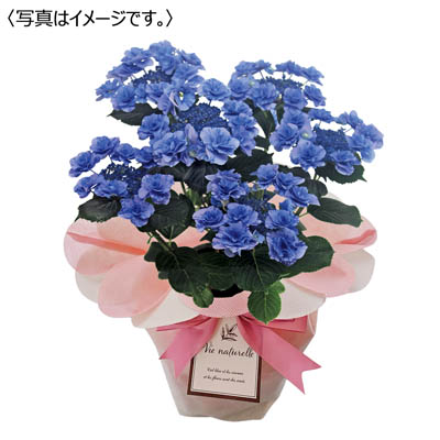 【限定50鉢】あじさい「フェアリーマーブル」