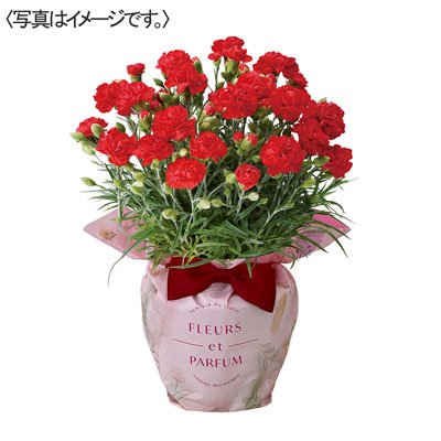 【限定50鉢】カーネーション花鉢　赤