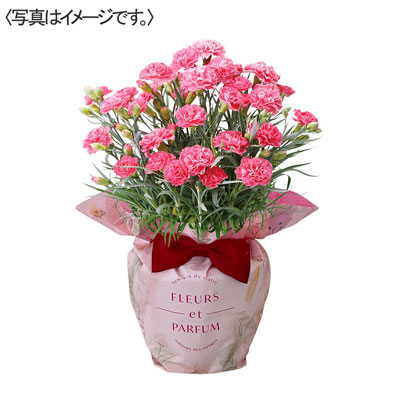 【限定50鉢】カーネーション花鉢　ピンク