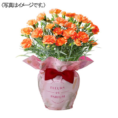 【限定20鉢】カーネーション花鉢　オレンジ