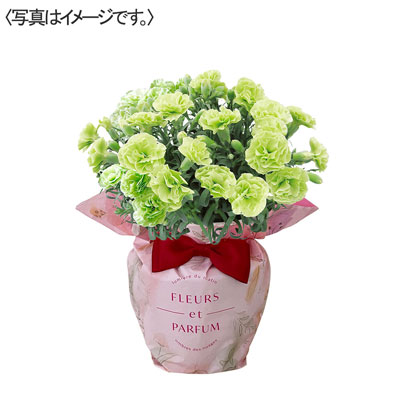 【限定20鉢】カーネーション花鉢　グリーン