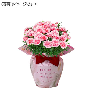 【限定30鉢】カーネーション花鉢　ティーパーティー