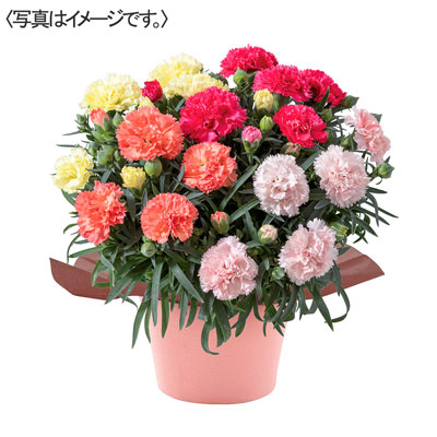 【限定50鉢】カーネーション４色寄せ植え