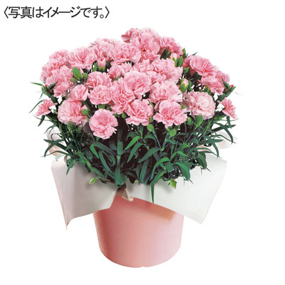 カーネーション「感謝の気持ち」ピンク