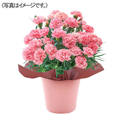 カーネーション「ノウル」