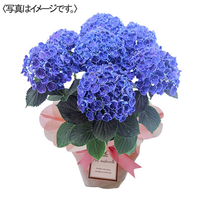 【限定10鉢】アジサイ　ポップコーン