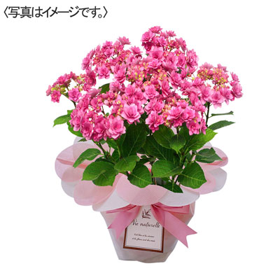 【限定10鉢】アジサイ　卑弥呼　ピンク