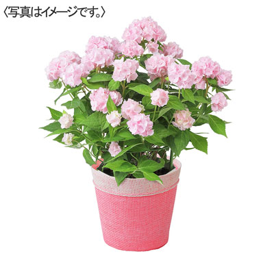 【限定10鉢】アジサイ　伊予獅子てまり