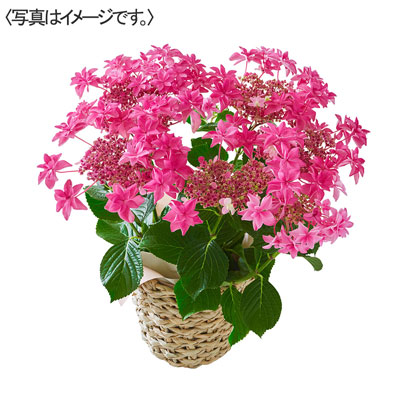 【限定50鉢】あじさい「桜花乱舞」