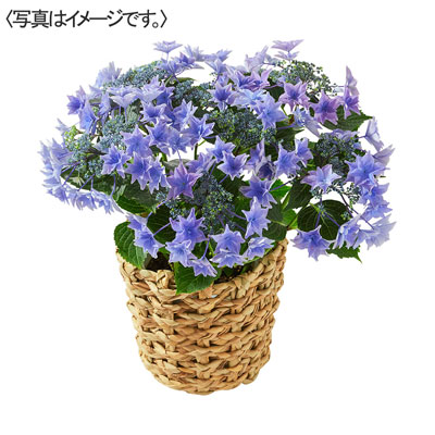 【限定50鉢】あじさい「雨のち星」