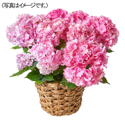 【限定50鉢】あじさい「彩音」