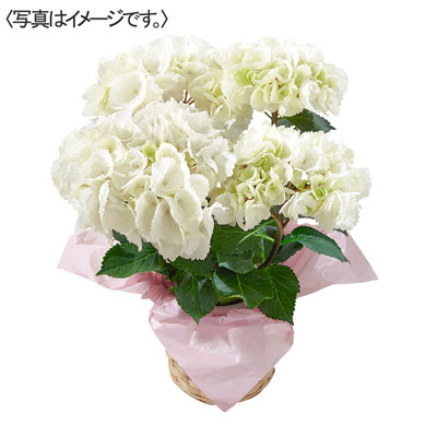 あじさい「ゼブラ」